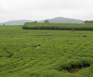 广西千年古琶茶香“飘”世界